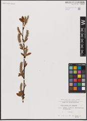 Foto von Salix aurita L. x Salix lapponum L.
